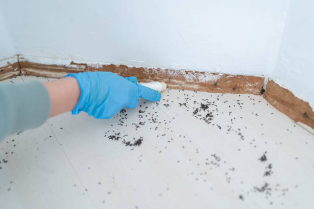 Best Termite Control Services  in Conrad, MT